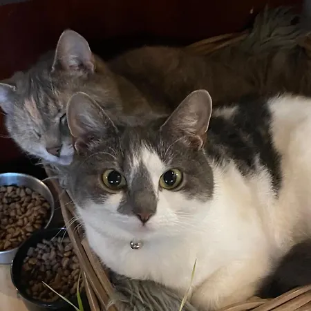 Ruhtinaanmaeen Spider Tree Tent *