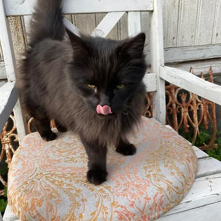 אוהל מפואר Ruhtinaanmaeen Spider Tree Tent