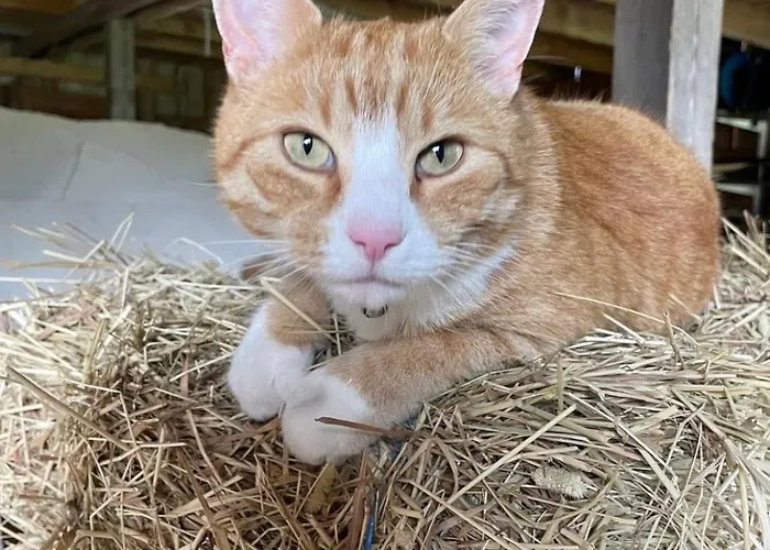 Tente de luxe Ruhtinaanmaeen Spider Tree Tent