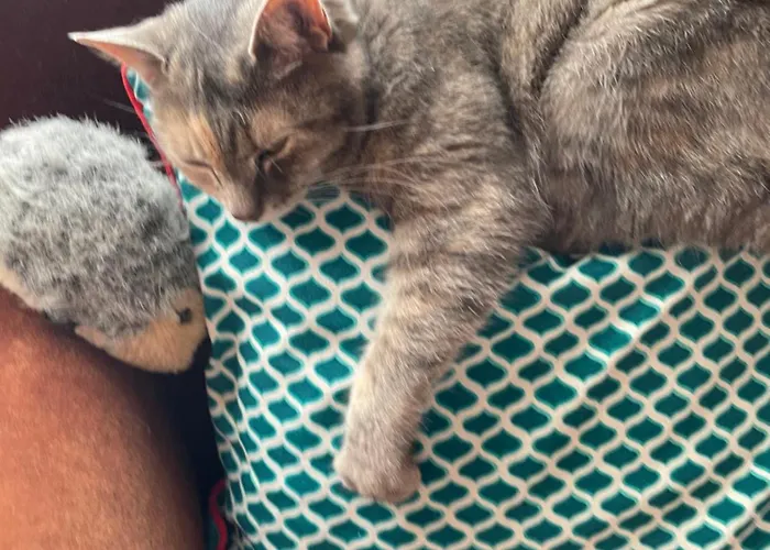 Ruhtinaanmaeen Spider Tree Tent *