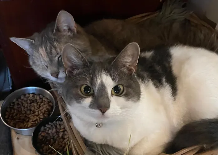 Ruhtinaanmaeen Spider Tree Tent *