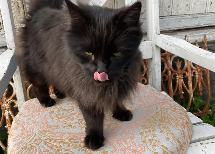 אוהל מפואר Ruhtinaanmaeen Spider Tree Tent